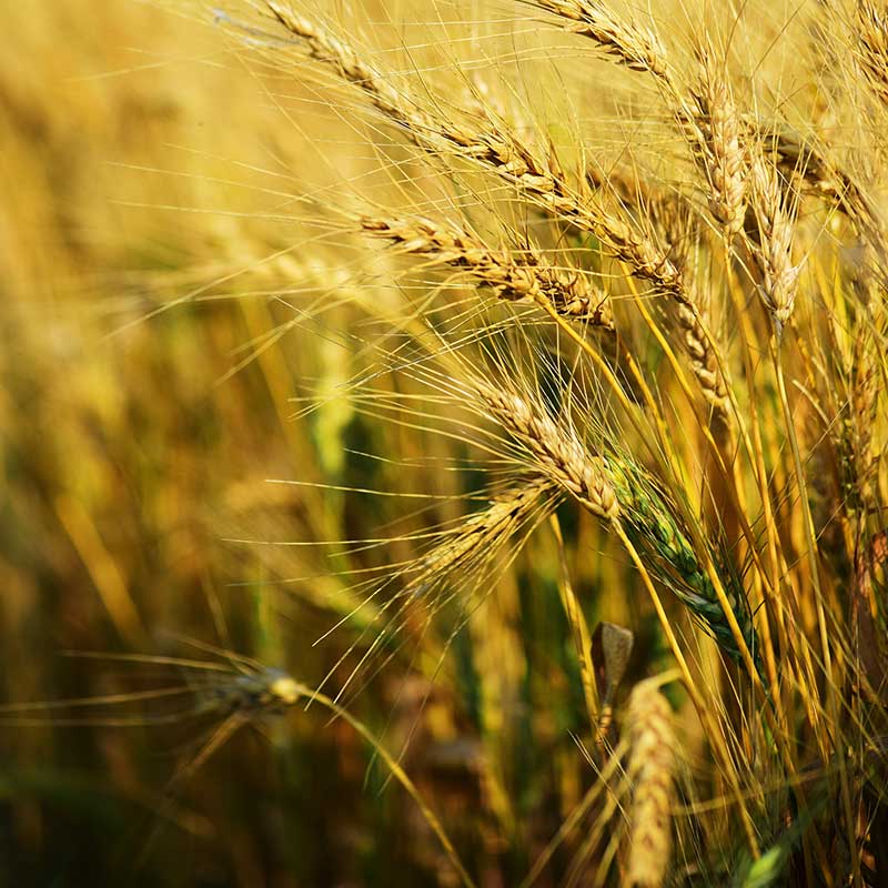 Agriculture